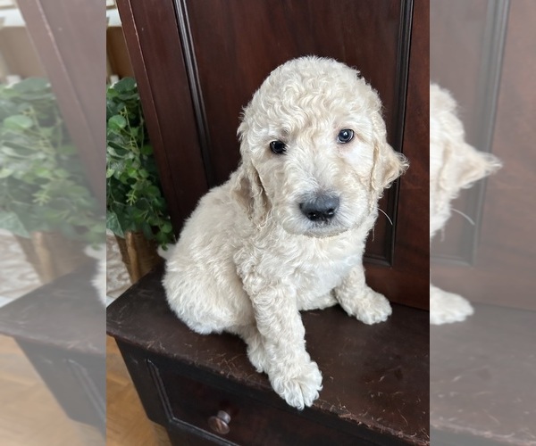 Medium Photo #1 Goldendoodle Puppy For Sale in CHATEAUGAY, NY, USA