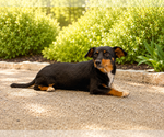 Small #1 Mutt