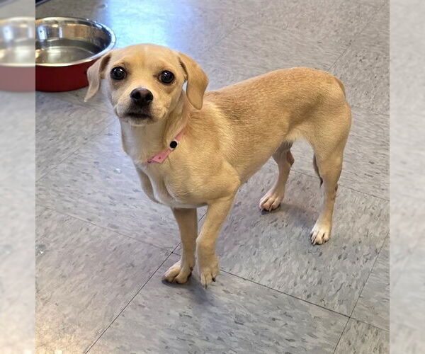 Medium Photo #1 Chiweenie Puppy For Sale in Long Beach, CA, USA