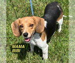 Small #5 Beagle-Redbone Coonhound Mix