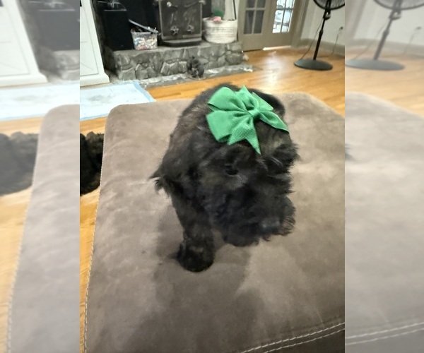 Medium Photo #9 Saint Berdoodle Puppy For Sale in DINWIDDIE, VA, USA