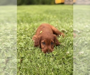 Irish Setter Puppy for sale in ONEONTA, NY, USA