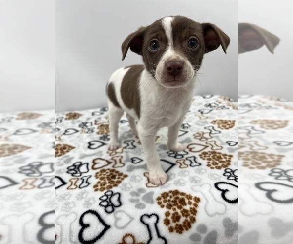 Medium Photo #11 Jack Chi Puppy For Sale in SAINT AUGUSTINE, FL, USA