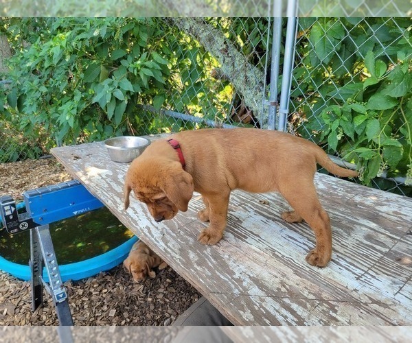Medium Photo #2 Labrador Retriever Puppy For Sale in ACUSHNET, MA, USA