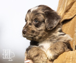 Puppy 6 Miniature Australian Shepherd-Poodle (Standard) Mix
