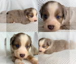 Image preview for Ad Listing. Nickname: Blue Merle male
