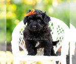 Small #5 Yorkipoo