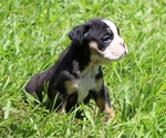 Small #1 Bulldog