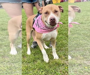 American Staffordshire Terrier-Unknown Mix Dogs for adoption in Munford, TN, USA