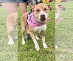Small American Staffordshire Terrier Mix