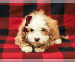 Image preview for Ad Listing. Nickname: Sherlock