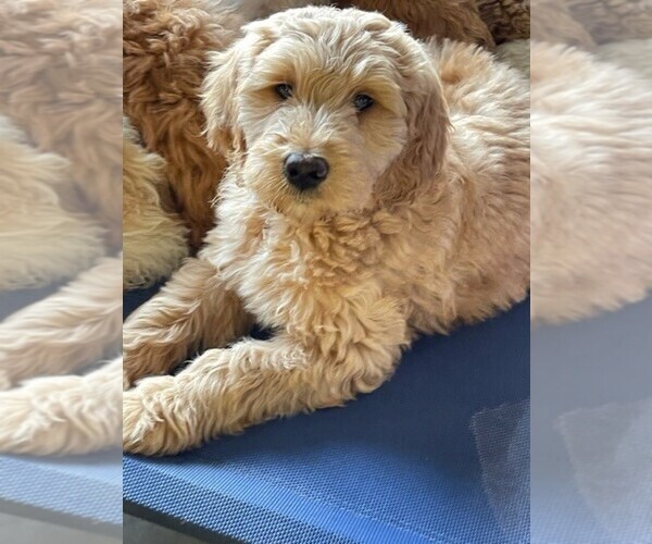 Medium Photo #6 Goldendoodle Puppy For Sale in CANTON, OH, USA