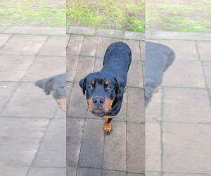 Rottweiler Puppy for sale in GENEVA, NY, USA