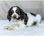 Puppy Barney Cocker Spaniel