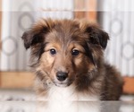 Small Photo #2 Shetland Sheepdog Puppy For Sale in NAPLES, FL, USA