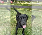 Small #3 Labrador Retriever Mix