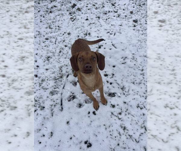 Medium Photo #2 Mutt Puppy For Sale in Springdale, PA, USA