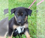 Small #7 Doberman Pinscher-German Shepherd Dog Mix