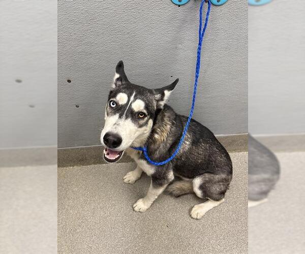 Medium Photo #1 Siberian Husky-Unknown Mix Puppy For Sale in Las Vegas, NV, USA
