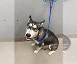 Small Siberian Husky Mix