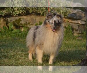 Father of the Shetland Sheepdog puppies born on 11/24/2023