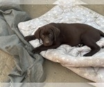 Small #2 Labrador Retriever