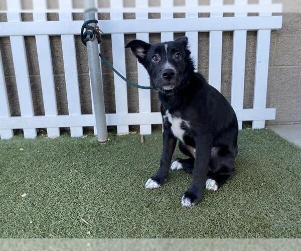 Medium Photo #1 Gerberian Shepsky Puppy For Sale in Modesto, CA, USA