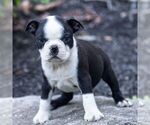 Small #1 Boston Terrier