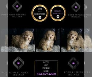 Poodle (Toy) Puppy for sale in WARSAW, IN, USA