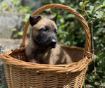 Small #3 Belgian Malinois