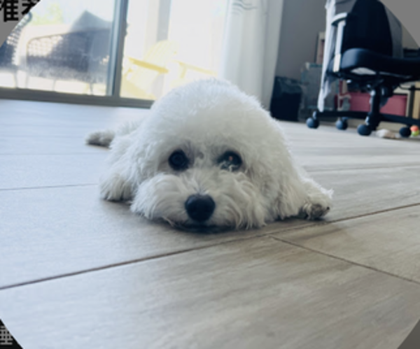 Medium Photo #1 Poodle (Toy) Puppy For Sale in AVONDALE-GOODYEAR, AZ, USA