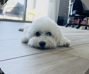 Mother of the Poodle (Toy) puppies born on 03/21/2026