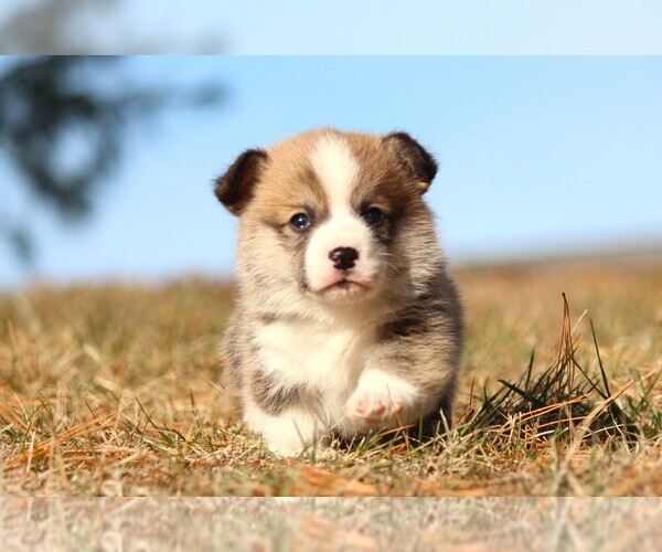 Medium Photo #3 Pembroke Welsh Corgi Puppy For Sale in FORT MADISON, IA, USA