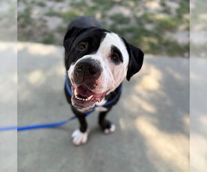 Bullypit Dogs for adoption in Boston, MA, USA