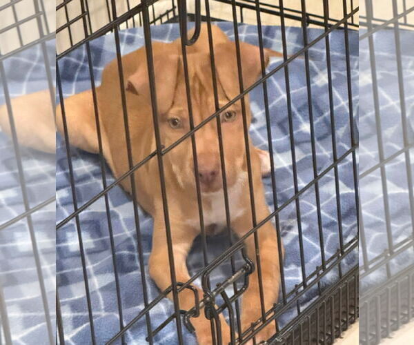 Medium Photo #9 American Pit Bull Terrier-Unknown Mix Puppy For Sale in Germantown, OH, USA