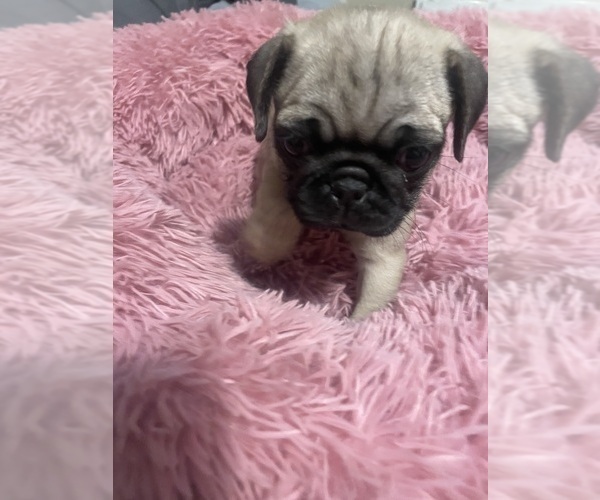 Medium Photo #3 Pug Puppy For Sale in FREDERICKSBURG, VA, USA