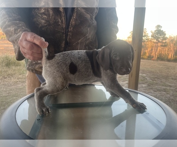 Medium Photo #2 German Shorthaired Pointer Puppy For Sale in LUCEDALE, MS, USA