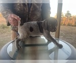 Small #1 German Shorthaired Pointer
