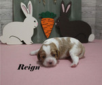 Small #1 Cavalier King Charles Spaniel