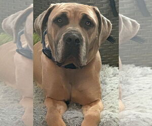 Mastiff Dogs for adoption in Lexington Park, MD, USA