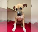 Small German Shepherd Dog Mix