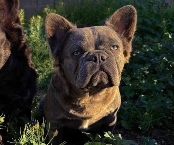 Medium Photo #1 French Bulldog Puppy For Sale in QUEEN CREEK, AZ, USA