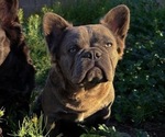 Small Photo #1 French Bulldog Puppy For Sale in QUEEN CREEK, AZ, USA