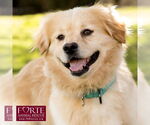 Small #1 Golden Retriever-Pembroke Welsh Corgi Mix