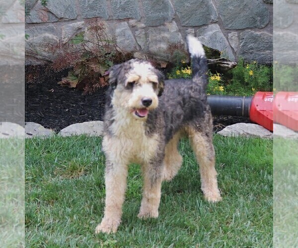 Medium Photo #1 Bernedoodle-Poodle (Miniature) Mix Puppy For Sale in EAST EARL, PA, USA