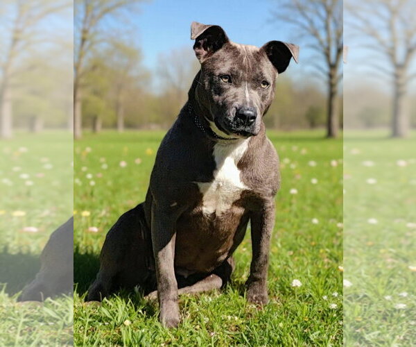 Medium Photo #4 Mutt Puppy For Sale in Talladega, AL, USA