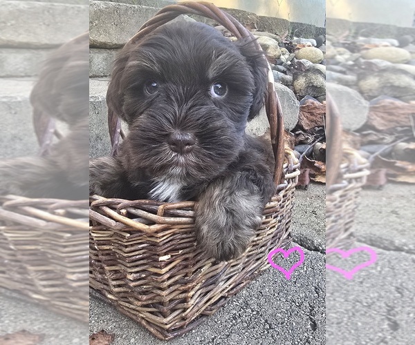Medium Photo #1 Schnauzer (Miniature) Puppy For Sale in THAXTON, VA, USA
