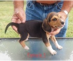 Small #23 Beagle