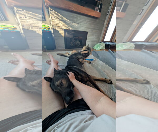 Medium Photo #17 German Shepherd Dog Puppy For Sale in Princeton, MN, USA