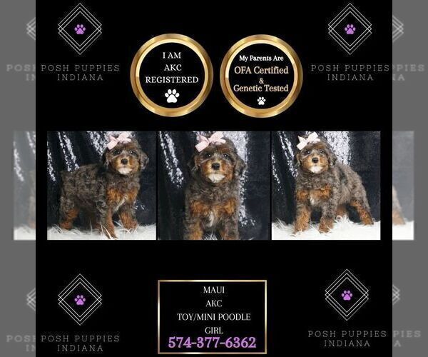 Medium Photo #2 Poodle (Toy) Puppy For Sale in WARSAW, IN, USA